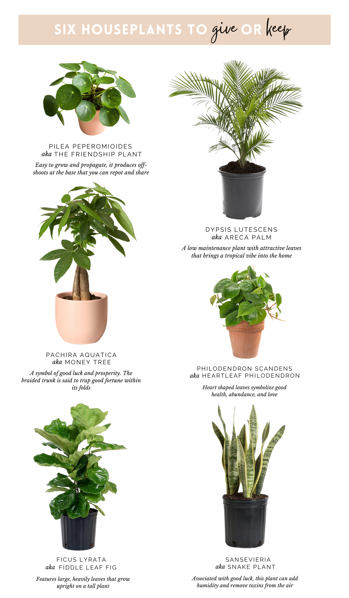 best houseplants, houseplants 2022, houseplants to gift, houseplant meanings