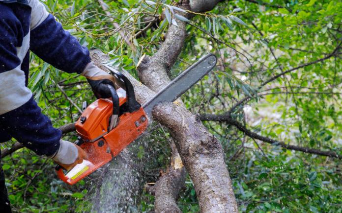 Pour protéger votre maison des incendies de forêt, retirez toutes les branches d'arbres autour de votre maison qui se trouvent à moins de 15 pieds du sol.
